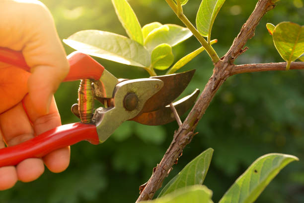 Best Weed Control  in USA